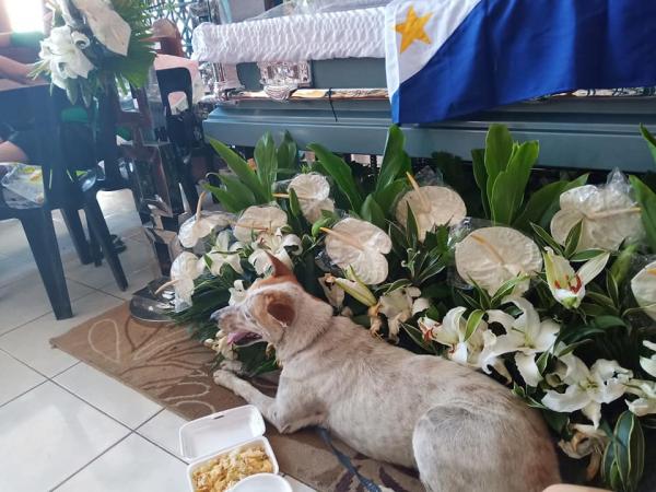 Đáng thương chú chó nhỏ đợi chờ người bạn không bao giờ có thể trở về Đáng thương chú chó nhỏ đợi chờ người bạn không bao giờ có thể trở về