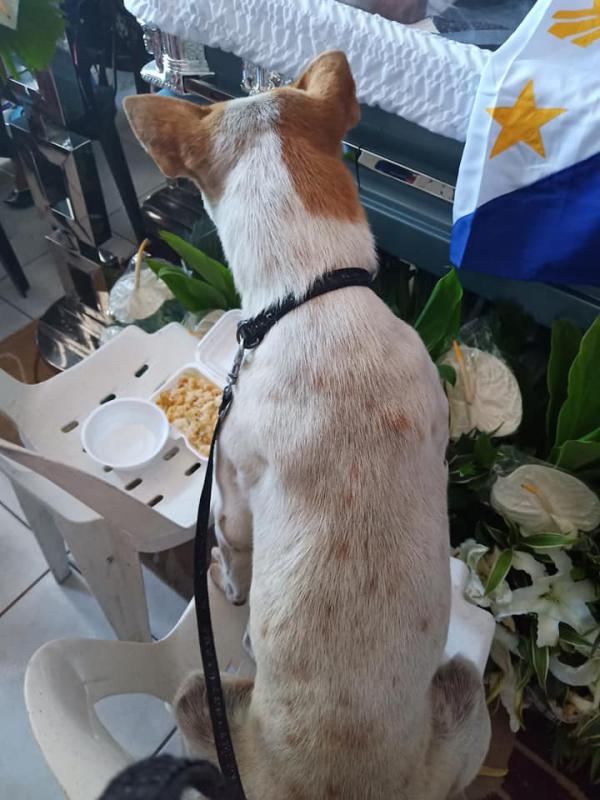 Đáng thương chú chó nhỏ đợi chờ người bạn không bao giờ có thể trở về Đáng thương chú chó nhỏ đợi chờ người bạn không bao giờ có thể trở về