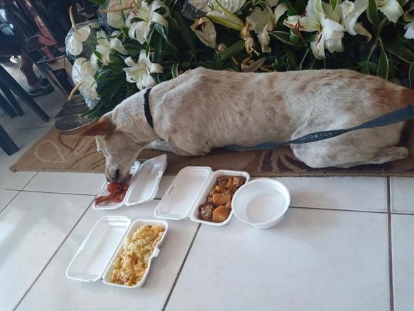 Đáng thương chú chó nhỏ đợi chờ người bạn không bao giờ có thể trở về Đáng thương chú chó nhỏ đợi chờ người bạn không bao giờ có thể trở về
