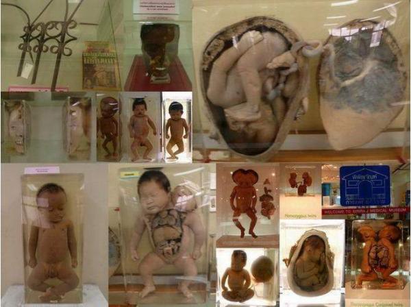 8 điểm đến ‘lạnh sống lưng’ trên toàn thế giới: Chùa Chuột, Ấn Độ, đảo búp bê, Mexico 8 điểm đến ‘lạnh sống lưng’ trên toàn thế giới: Chùa Chuột, Ấn Độ, đảo búp bê, Mexico
