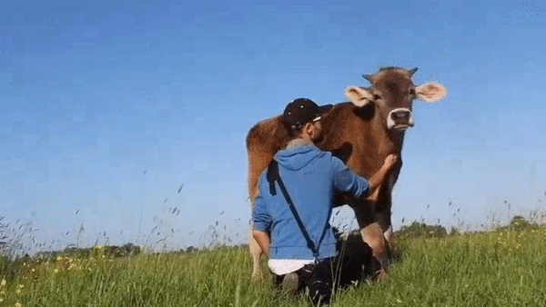Những chú bò ngáo ngơ lúc nào cũng tưởng mình là cún cưng bé bỏng Những chú bò ngáo ngơ lúc nào cũng tưởng mình là cún cưng bé bỏng