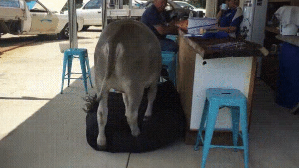 Những chú bò ngáo ngơ lúc nào cũng tưởng mình là cún cưng bé bỏng Những chú bò ngáo ngơ lúc nào cũng tưởng mình là cún cưng bé bỏng