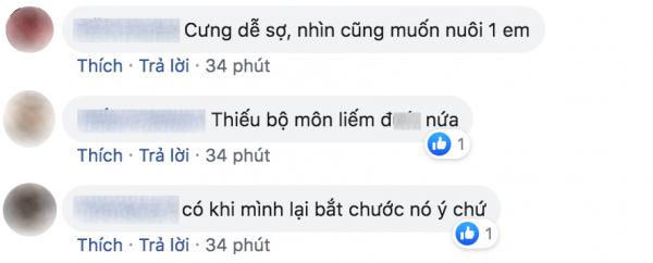 Cười đau bụng với cảnh chú mèo đua đòi tập yoga theo chủ và lại còn tập rất chuẩn Cười đau bụng với cảnh chú mèo đua đòi tập yoga theo chủ và lại còn tập rất chuẩn
