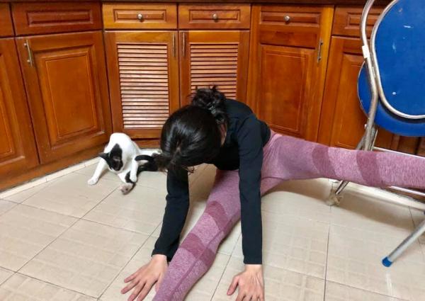 Cười đau bụng với cảnh chú mèo đua đòi tập yoga theo chủ và lại còn tập rất chuẩn Cười đau bụng với cảnh chú mèo đua đòi tập yoga theo chủ và lại còn tập rất chuẩn