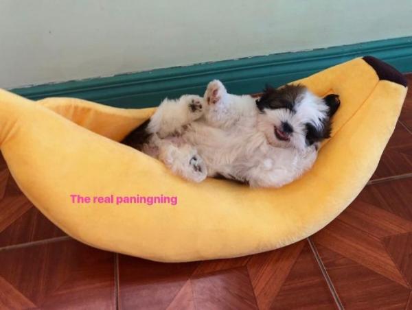 Chú chó con ‘đánh cắp trái tim’ cư dân mạng với dáng ngủ ‘sập nguồn’ siêu cấp đáng yêu Chú chó con ‘đánh cắp trái tim’ cư dân mạng với dáng ngủ ‘sập nguồn’ siêu cấp đáng yêu