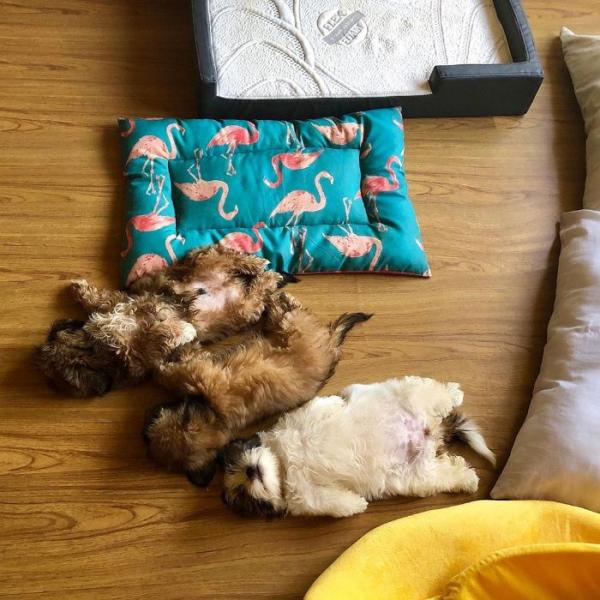 Chú chó con ‘đánh cắp trái tim’ cư dân mạng với dáng ngủ ‘sập nguồn’ siêu cấp đáng yêu Chú chó con ‘đánh cắp trái tim’ cư dân mạng với dáng ngủ ‘sập nguồn’ siêu cấp đáng yêu