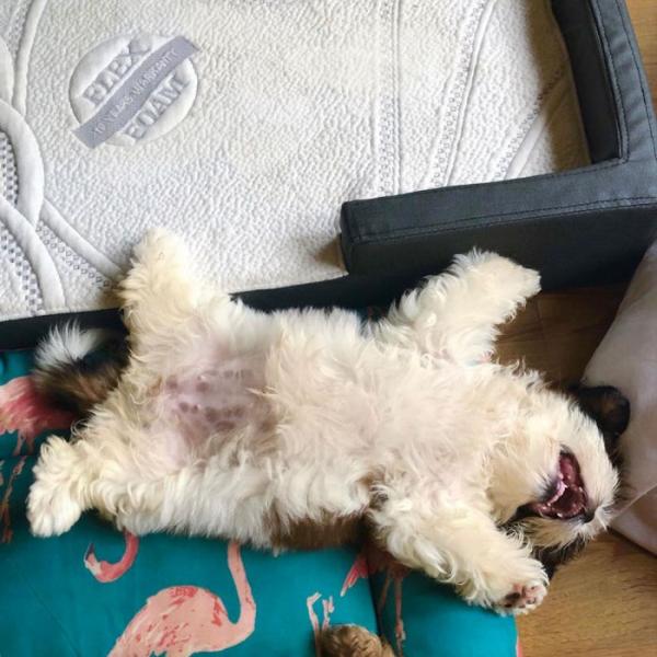 Chú chó con ‘đánh cắp trái tim’ cư dân mạng với dáng ngủ ‘sập nguồn’ siêu cấp đáng yêu Chú chó con ‘đánh cắp trái tim’ cư dân mạng với dáng ngủ ‘sập nguồn’ siêu cấp đáng yêu