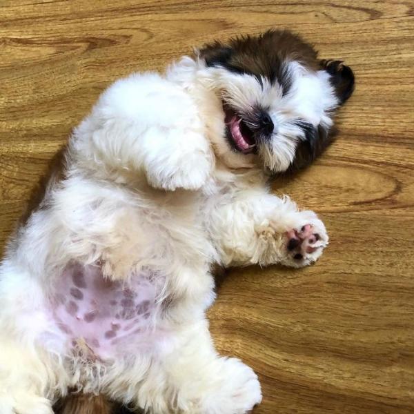Chú chó con ‘đánh cắp trái tim’ cư dân mạng với dáng ngủ ‘sập nguồn’ siêu cấp đáng yêu Chú chó con ‘đánh cắp trái tim’ cư dân mạng với dáng ngủ ‘sập nguồn’ siêu cấp đáng yêu