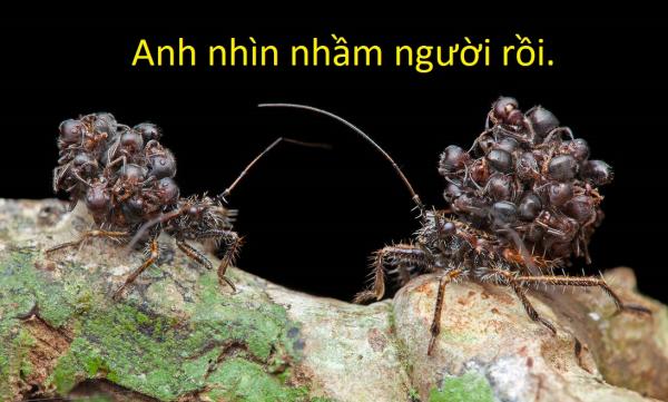 20 sự thật kì lạ về động vật khiến bạn phải thốt lên 'sao giờ mình mới biết?' 20 sự thật kì lạ về động vật khiến bạn phải thốt lên 'sao giờ mình mới biết?'