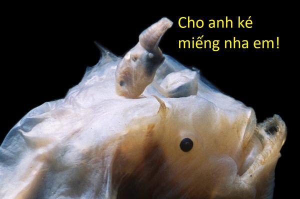 20 sự thật kì lạ về động vật khiến bạn phải thốt lên 'sao giờ mình mới biết?' 20 sự thật kì lạ về động vật khiến bạn phải thốt lên 'sao giờ mình mới biết?'