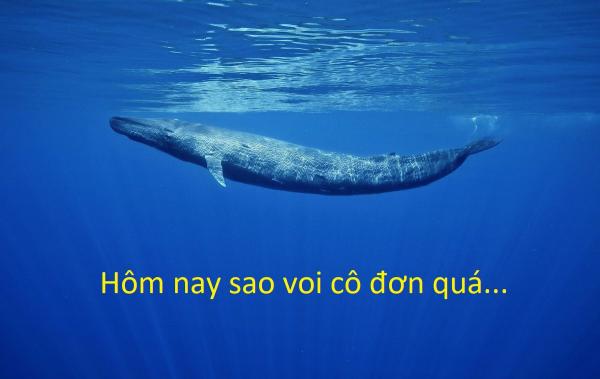 20 sự thật kì lạ về động vật khiến bạn phải thốt lên 'sao giờ mình mới biết?' 20 sự thật kì lạ về động vật khiến bạn phải thốt lên 'sao giờ mình mới biết?'
