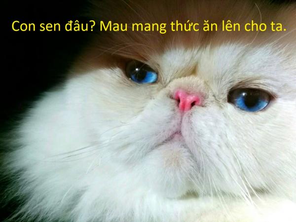 20 sự thật kì lạ về động vật khiến bạn phải thốt lên 'sao giờ mình mới biết?' 20 sự thật kì lạ về động vật khiến bạn phải thốt lên 'sao giờ mình mới biết?'