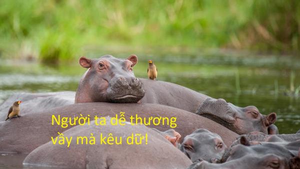 20 sự thật kì lạ về động vật khiến bạn phải thốt lên 'sao giờ mình mới biết?' 20 sự thật kì lạ về động vật khiến bạn phải thốt lên 'sao giờ mình mới biết?'