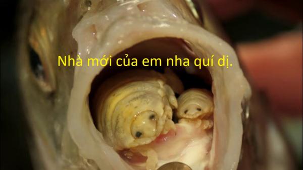 20 sự thật kì lạ về động vật khiến bạn phải thốt lên 'sao giờ mình mới biết?' 20 sự thật kì lạ về động vật khiến bạn phải thốt lên 'sao giờ mình mới biết?'
