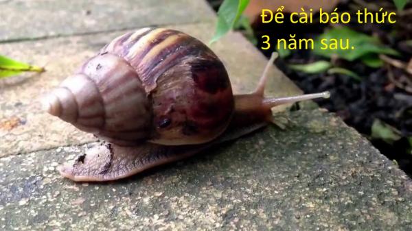20 sự thật kì lạ về động vật khiến bạn phải thốt lên 'sao giờ mình mới biết?' 20 sự thật kì lạ về động vật khiến bạn phải thốt lên 'sao giờ mình mới biết?'