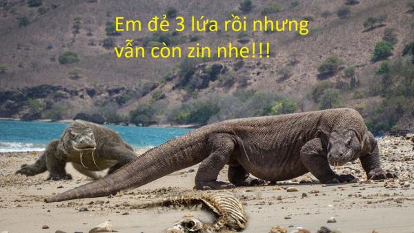 20 sự thật kì lạ về động vật khiến bạn phải thốt lên 'sao giờ mình mới biết?' 20 sự thật kì lạ về động vật khiến bạn phải thốt lên 'sao giờ mình mới biết?'