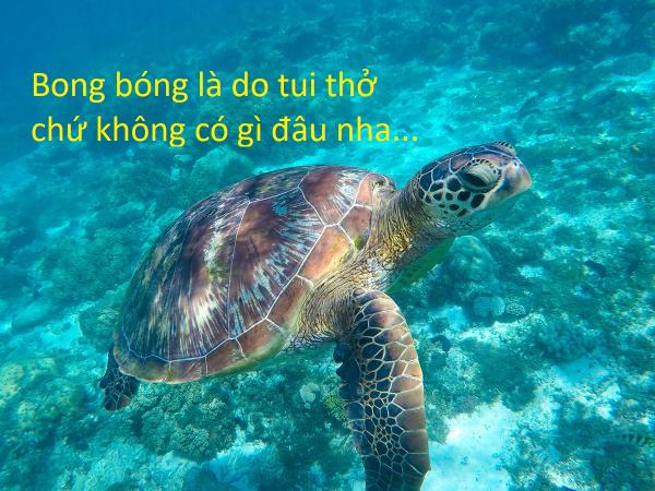 20 sự thật kì lạ về động vật khiến bạn phải thốt lên 'sao giờ mình mới biết?' 20 sự thật kì lạ về động vật khiến bạn phải thốt lên 'sao giờ mình mới biết?'