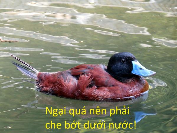 20 sự thật kì lạ về động vật khiến bạn phải thốt lên 'sao giờ mình mới biết?' 20 sự thật kì lạ về động vật khiến bạn phải thốt lên 'sao giờ mình mới biết?'