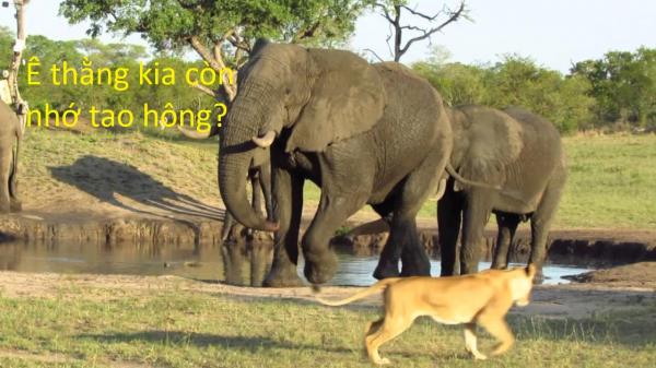 20 sự thật kì lạ về động vật khiến bạn phải thốt lên 'sao giờ mình mới biết?' 20 sự thật kì lạ về động vật khiến bạn phải thốt lên 'sao giờ mình mới biết?'