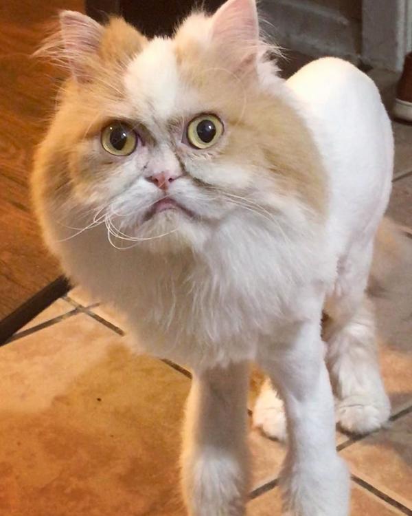 Gặp gỡ Louis - Chú mèo được gọi là 'hậu bối của Grumpy' vì gương mặt ông già cau có Gặp gỡ Louis - Chú mèo được gọi là 'hậu bối của Grumpy' vì gương mặt ông già cau có