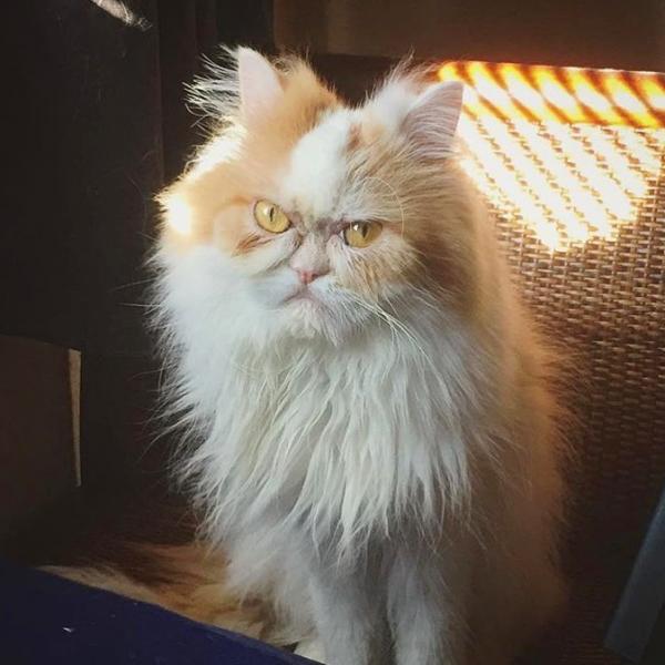 Gặp gỡ Louis - Chú mèo được gọi là 'hậu bối của Grumpy' vì gương mặt ông già cau có Gặp gỡ Louis - Chú mèo được gọi là 'hậu bối của Grumpy' vì gương mặt ông già cau có