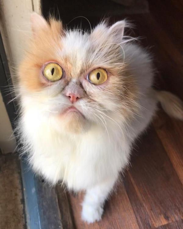 Gặp gỡ Louis - Chú mèo được gọi là 'hậu bối của Grumpy' vì gương mặt ông già cau có Gặp gỡ Louis - Chú mèo được gọi là 'hậu bối của Grumpy' vì gương mặt ông già cau có