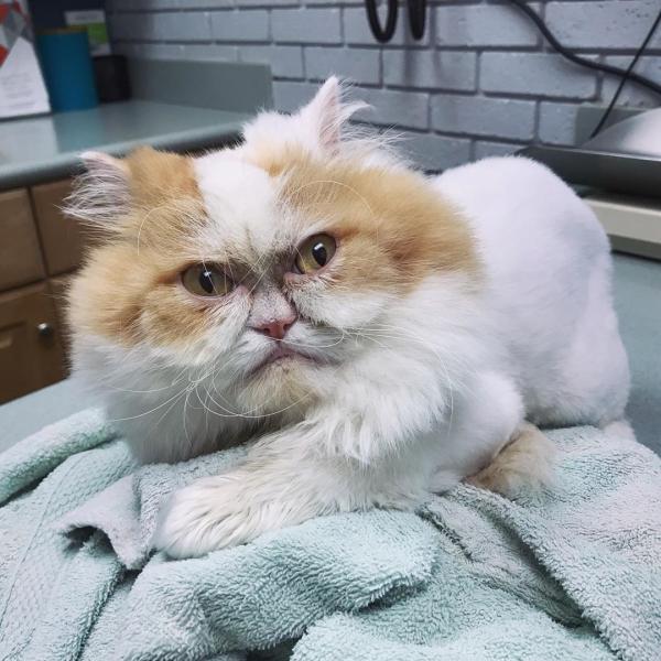 Gặp gỡ Louis - Chú mèo được gọi là 'hậu bối của Grumpy' vì gương mặt ông già cau có Gặp gỡ Louis - Chú mèo được gọi là 'hậu bối của Grumpy' vì gương mặt ông già cau có