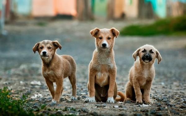 Hà Lan trở thành quốc gia đầu tiên không còn chó lang thang và hành trình mà họ tạo ra kỳ tích Hà Lan trở thành quốc gia đầu tiên không còn chó lang thang và hành trình mà họ tạo ra kỳ tích