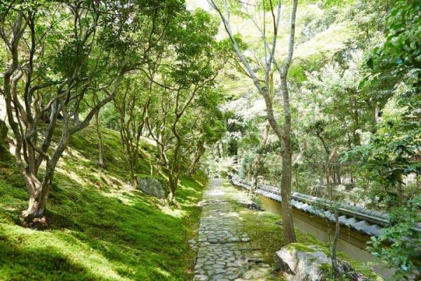 Ngắm rêu: Thú vui lạ kỳ nhưng tao nhã của nam thanh nữ tú Nhật Bản Ngắm rêu: Thú vui lạ kỳ nhưng tao nhã của nam thanh nữ tú Nhật Bản