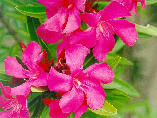 Những điều bạn chưa biết về 2 vụ đánh bom nguyên tử ở Hiroshima và Nagasaki Những điều bạn chưa biết về 2 vụ đánh bom nguyên tử ở Hiroshima và Nagasaki