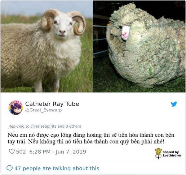 PETA lại bị cười nhạo khi dùng pokémon Wooloo để tuyên truyền ngừng sử dụng lông cừu PETA lại bị cười nhạo khi dùng pokémon Wooloo để tuyên truyền ngừng sử dụng lông cừu