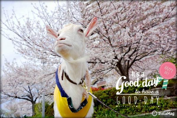 Thành viên mới nhất của nhóm nhạc idol Nhật Bản này là một anh... dê Thành viên mới nhất của nhóm nhạc idol Nhật Bản này là một anh... dê