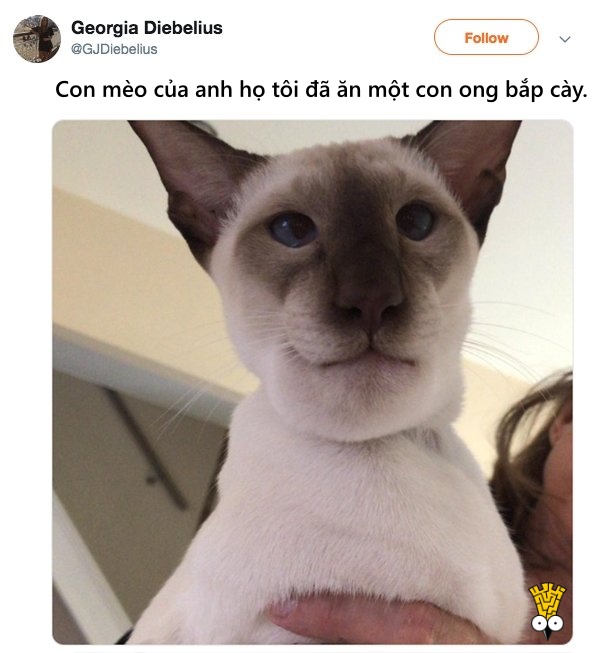 'Cười ngất' trước những khoảnh khắc đáng yêu, vui nhộn của thú cưng 'Cười ngất' trước những khoảnh khắc đáng yêu, vui nhộn của thú cưng