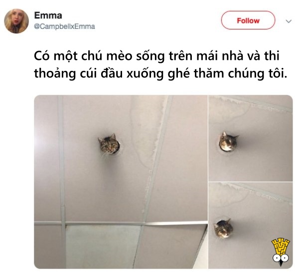 'Cười ngất' trước những khoảnh khắc đáng yêu, vui nhộn của thú cưng 'Cười ngất' trước những khoảnh khắc đáng yêu, vui nhộn của thú cưng