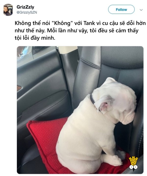 'Cười ngất' trước những khoảnh khắc đáng yêu, vui nhộn của thú cưng 'Cười ngất' trước những khoảnh khắc đáng yêu, vui nhộn của thú cưng