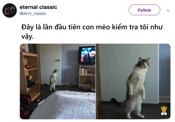'Cười ngất' trước những khoảnh khắc đáng yêu, vui nhộn của thú cưng 'Cười ngất' trước những khoảnh khắc đáng yêu, vui nhộn của thú cưng