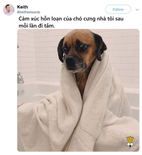 'Cười ngất' trước những khoảnh khắc đáng yêu, vui nhộn của thú cưng 'Cười ngất' trước những khoảnh khắc đáng yêu, vui nhộn của thú cưng