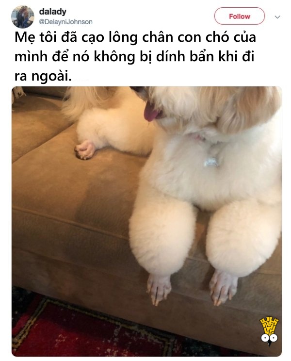 'Cười ngất' trước những khoảnh khắc đáng yêu, vui nhộn của thú cưng 'Cười ngất' trước những khoảnh khắc đáng yêu, vui nhộn của thú cưng