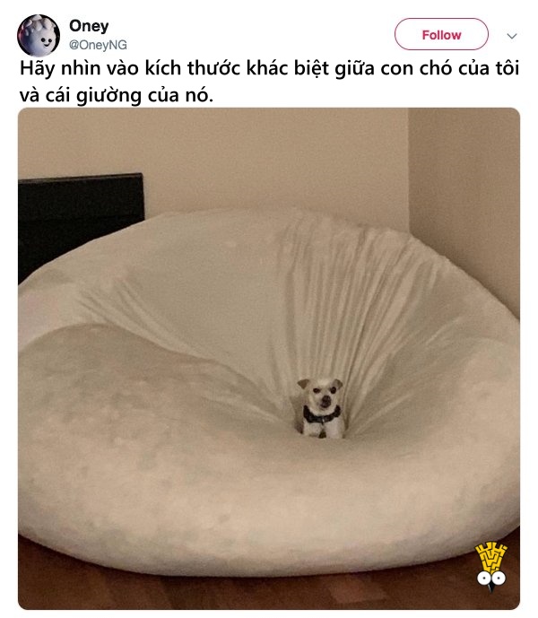 'Cười ngất' trước những khoảnh khắc đáng yêu, vui nhộn của thú cưng 'Cười ngất' trước những khoảnh khắc đáng yêu, vui nhộn của thú cưng