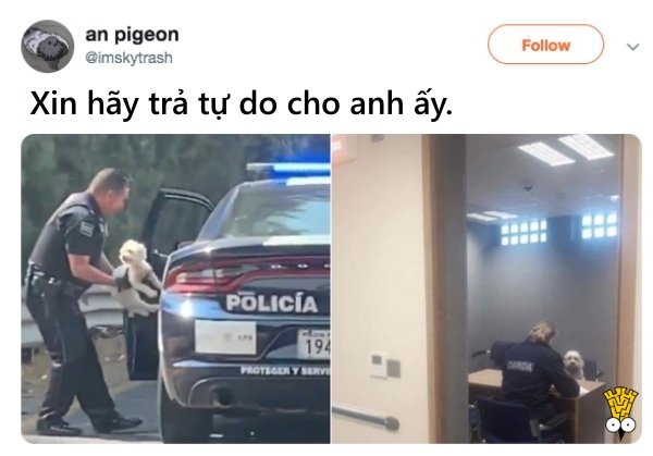 'Cười ngất' trước những khoảnh khắc đáng yêu, vui nhộn của thú cưng 'Cười ngất' trước những khoảnh khắc đáng yêu, vui nhộn của thú cưng
