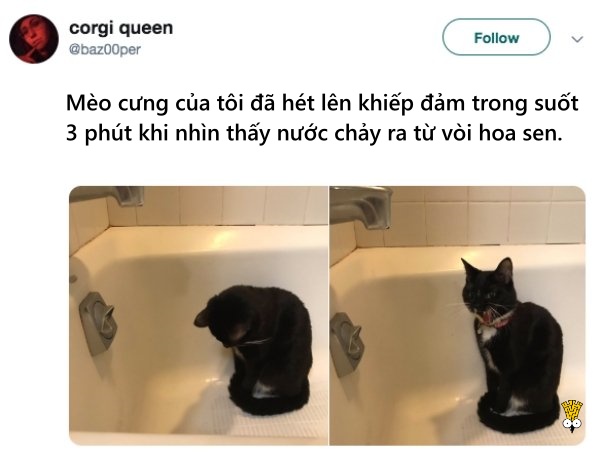 'Cười ngất' trước những khoảnh khắc đáng yêu, vui nhộn của thú cưng 'Cười ngất' trước những khoảnh khắc đáng yêu, vui nhộn của thú cưng