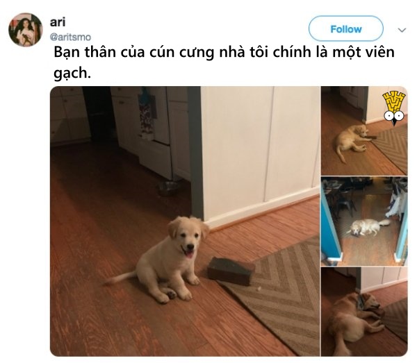 'Cười ngất' trước những khoảnh khắc đáng yêu, vui nhộn của thú cưng 'Cười ngất' trước những khoảnh khắc đáng yêu, vui nhộn của thú cưng