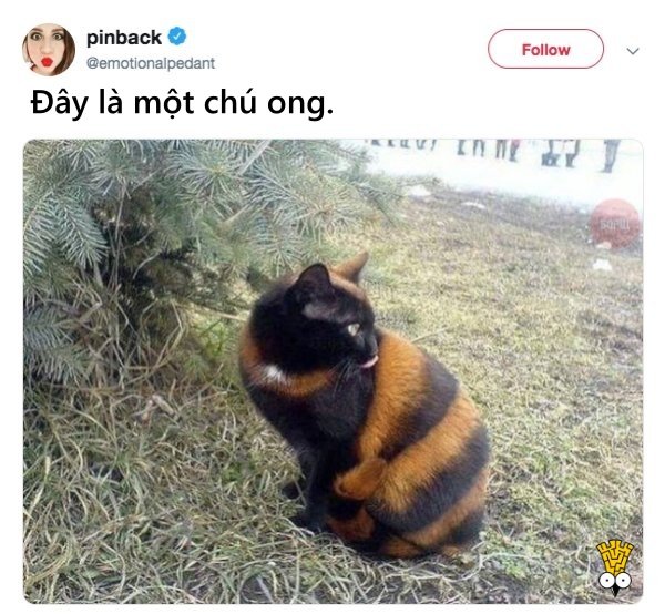 'Cười ngất' trước những khoảnh khắc đáng yêu, vui nhộn của thú cưng 'Cười ngất' trước những khoảnh khắc đáng yêu, vui nhộn của thú cưng