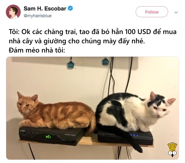 'Cười ngất' trước những khoảnh khắc đáng yêu, vui nhộn của thú cưng 'Cười ngất' trước những khoảnh khắc đáng yêu, vui nhộn của thú cưng