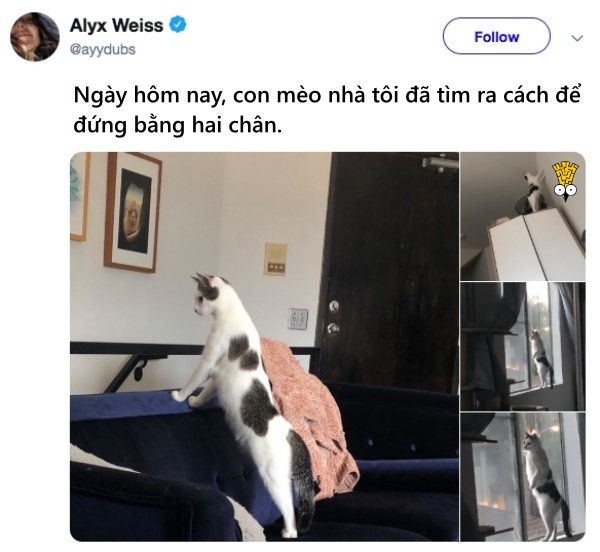'Cười ngất' trước những khoảnh khắc đáng yêu, vui nhộn của thú cưng 'Cười ngất' trước những khoảnh khắc đáng yêu, vui nhộn của thú cưng