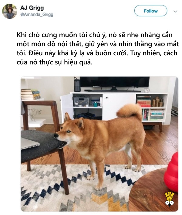 'Cười ngất' trước những khoảnh khắc đáng yêu, vui nhộn của thú cưng 'Cười ngất' trước những khoảnh khắc đáng yêu, vui nhộn của thú cưng