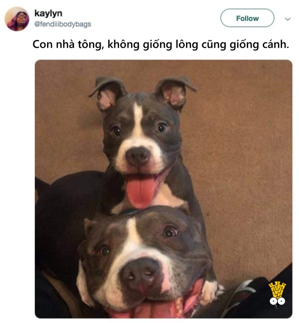 'Cười ngất' trước những khoảnh khắc đáng yêu, vui nhộn của thú cưng 'Cười ngất' trước những khoảnh khắc đáng yêu, vui nhộn của thú cưng