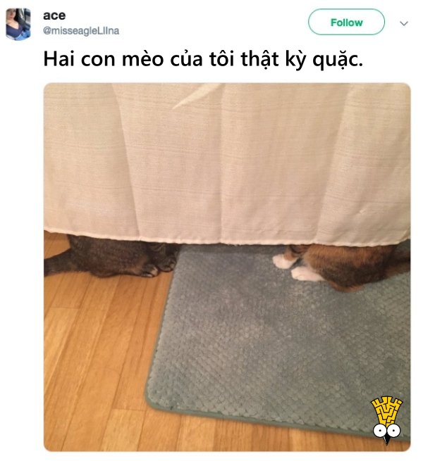 'Cười ngất' trước những khoảnh khắc đáng yêu, vui nhộn của thú cưng 'Cười ngất' trước những khoảnh khắc đáng yêu, vui nhộn của thú cưng