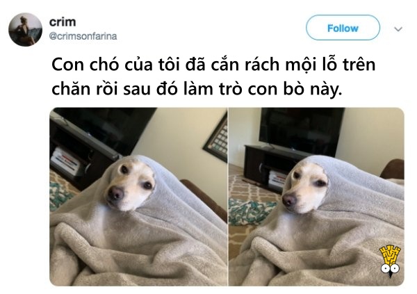 'Cười ngất' trước những khoảnh khắc đáng yêu, vui nhộn của thú cưng 'Cười ngất' trước những khoảnh khắc đáng yêu, vui nhộn của thú cưng