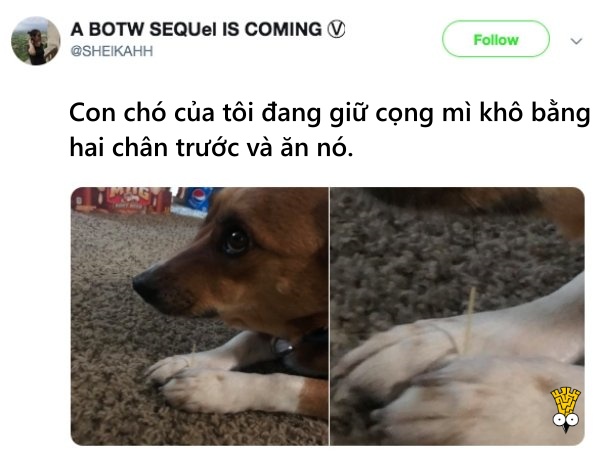 'Cười ngất' trước những khoảnh khắc đáng yêu, vui nhộn của thú cưng 'Cười ngất' trước những khoảnh khắc đáng yêu, vui nhộn của thú cưng